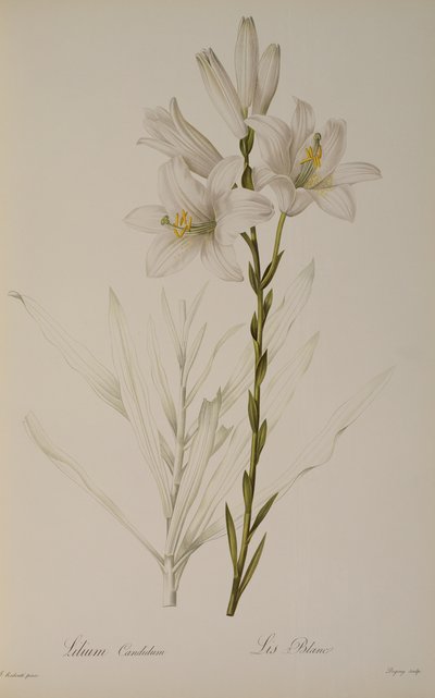 Lilium Candidum, from 